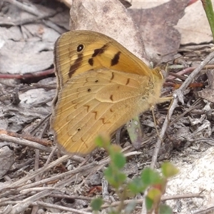 Heteronympha merope at Bombay, NSW - 10 Nov 2024