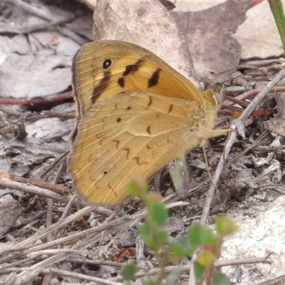 Heteronympha merope (Common Brown Butterfly) at Bombay, NSW - 10 Nov 2024 by MatthewFrawley