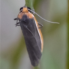 Palaeosia bicosta (Two-ribbed Footman) at Acton, ACT - 10 Nov 2024 by Sarah2019