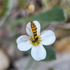 Sphaerophoria macrogaster (Hover Fly) at Bombay, NSW - 10 Nov 2024 by MatthewFrawley