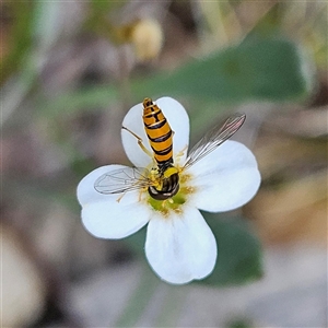 Sphaerophoria macrogaster at Bombay, NSW - 10 Nov 2024