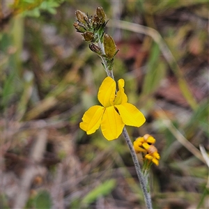 Goodenia bellidifolia subsp. bellidifolia at Bombay, NSW - 10 Nov 2024 02:20 PM