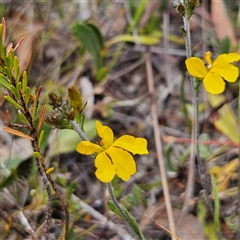 Goodenia bellidifolia subsp. bellidifolia at Bombay, NSW - 10 Nov 2024 02:20 PM