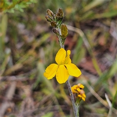 Goodenia bellidifolia subsp. bellidifolia at Bombay, NSW - 10 Nov 2024 02:20 PM