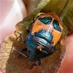 Choerocoris paganus (Ground shield bug) at Acton, ACT - 10 Nov 2024 by Sarah2019