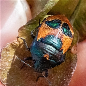 Choerocoris paganus at Acton, ACT - 10 Nov 2024