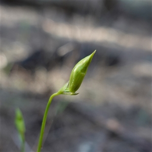 Caleana major at Gundary, NSW - 20 Oct 2024