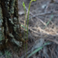 Caleana major at Gundary, NSW - 20 Oct 2024