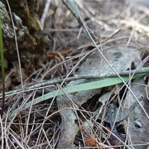 Caleana major at Gundary, NSW - 20 Oct 2024