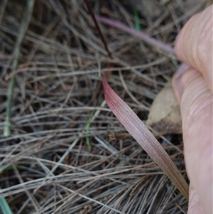 Caleana major at Gundary, NSW - 20 Oct 2024