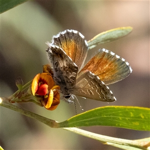 Neolucia agricola at Acton, ACT - 10 Nov 2024