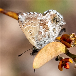 Neolucia agricola at Acton, ACT - 10 Nov 2024