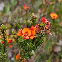 Pultenaea subspicata (Low Bush-pea) at Bombay, NSW - 10 Nov 2024 by MatthewFrawley