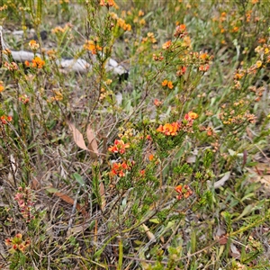 Pultenaea subspicata at Bombay, NSW - 10 Nov 2024