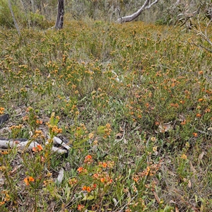 Pultenaea subspicata at Bombay, NSW - 10 Nov 2024