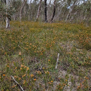 Pultenaea subspicata at Bombay, NSW - 10 Nov 2024