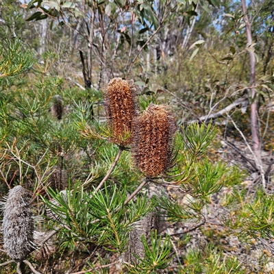 Banksia spinulosa (Hairpin Banksia) at Bombay, NSW - 10 Nov 2024 by MatthewFrawley