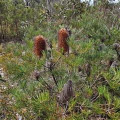 Banksia spinulosa at Bombay, NSW - 10 Nov 2024