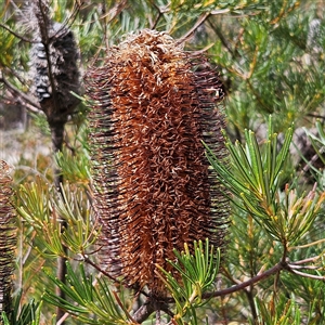 Banksia spinulosa at Bombay, NSW - 10 Nov 2024