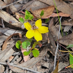 Goodenia hederacea subsp. hederacea at Bombay, NSW - 10 Nov 2024