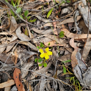 Goodenia hederacea subsp. hederacea at Bombay, NSW - 10 Nov 2024