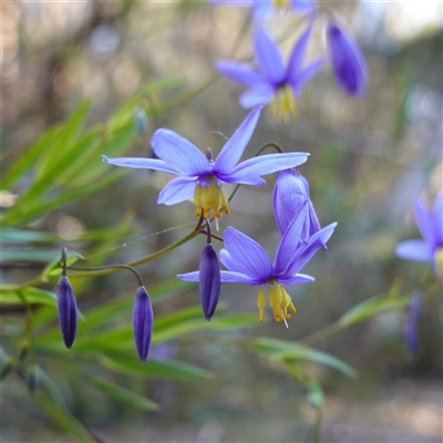 Stypandra glauca (Nodding Blue Lily) at Gundary, NSW - 20 Oct 2024 by RobG1