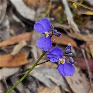 Comesperma defoliatum at Bombay, NSW - 10 Nov 2024 02:33 PM