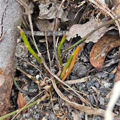 Comesperma defoliatum at Bombay, NSW - 10 Nov 2024 02:33 PM