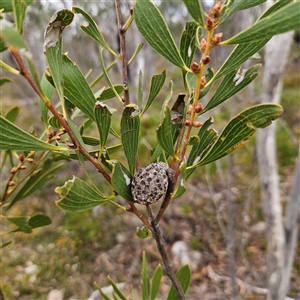 Hakea dactyloides at Bombay, NSW - 10 Nov 2024 02:37 PM