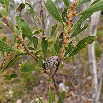 Hakea dactyloides (Finger Hakea) at Bombay, NSW - 10 Nov 2024 by MatthewFrawley