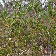 Hakea dactyloides at Bombay, NSW - 10 Nov 2024