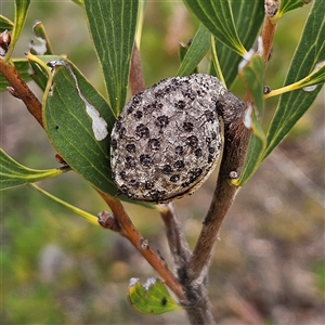 Hakea dactyloides at Bombay, NSW - 10 Nov 2024