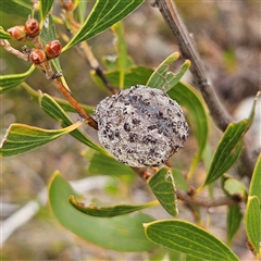 Hakea dactyloides at Bombay, NSW - 10 Nov 2024 02:37 PM