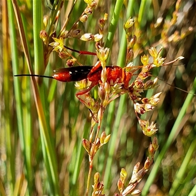 Lissopimpla excelsa (Orchid dupe wasp, Dusky-winged Ichneumonid) at Yass River, NSW - 10 Nov 2024 by SenexRugosus