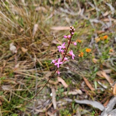 Stylidium graminifolium (grass triggerplant) at Bombay, NSW - 10 Nov 2024 by MatthewFrawley