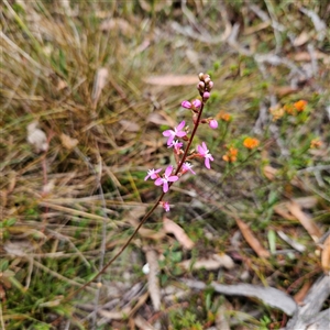 Stylidium graminifolium at Bombay, NSW - 10 Nov 2024