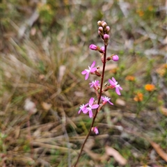 Stylidium graminifolium at Bombay, NSW - 10 Nov 2024