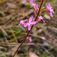 Stylidium graminifolium at Bombay, NSW - 10 Nov 2024