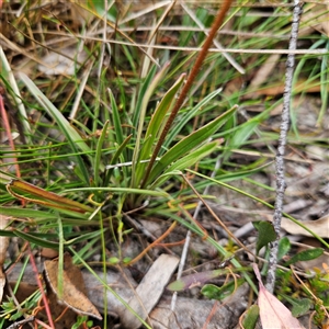 Stylidium graminifolium at Bombay, NSW - 10 Nov 2024