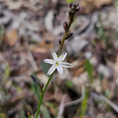 Caesia parviflora (Pale Grass-lily) at Bombay, NSW - 10 Nov 2024 by MatthewFrawley