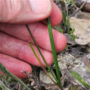 Caesia parviflora at Bombay, NSW - 10 Nov 2024