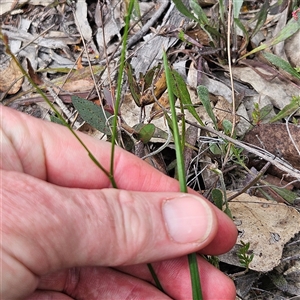 Caesia parviflora at Bombay, NSW - 10 Nov 2024