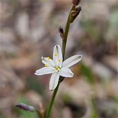 Caesia parviflora at Bombay, NSW - 10 Nov 2024