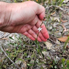 Caesia parviflora at Bombay, NSW - 10 Nov 2024