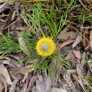 Isopogon prostratus at Bombay, NSW - 10 Nov 2024