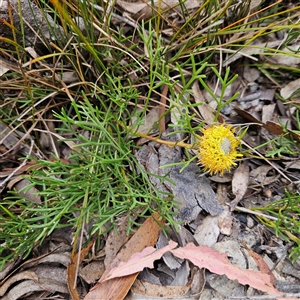 Isopogon prostratus at Bombay, NSW - 10 Nov 2024