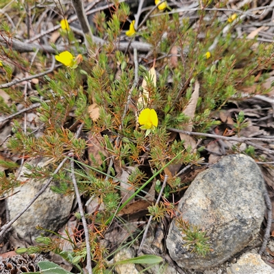 Gompholobium minus (Dwarf Wedge Pea) at Bombay, NSW - 10 Nov 2024 by MatthewFrawley