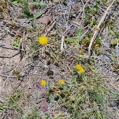 Leptorhynchos squamatus (Scaly Buttons) at Rendezvous Creek, ACT - 10 Nov 2024 by WalkYonder