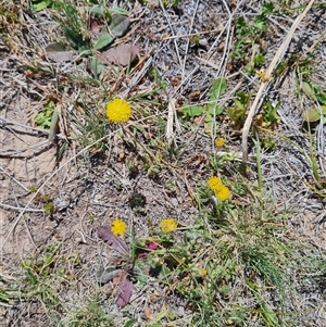 Leptorhynchos squamatus at Rendezvous Creek, ACT - 10 Nov 2024 12:07 PM