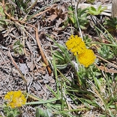 Leptorhynchos squamatus at Rendezvous Creek, ACT - 10 Nov 2024 12:07 PM